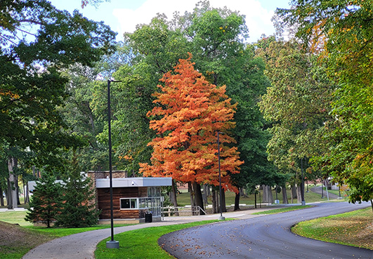 Fall view along trail A fall view along the trail.